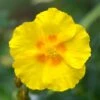 Ben Fhada Rock Rose (Helianthemum) -Garden Plant Store helianthemum ben fhada yellow