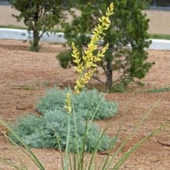 Yellow Flowering Texas Yucca (Hesperaloe) -Garden Plant Store hesperaloe parviflora yellow flower