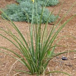Yellow Flowering Texas Yucca (Hesperaloe) -Garden Plant Store hesperaloe parviflora yellow plant