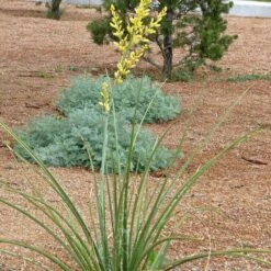 Yellow Flowering Texas Yucca (Hesperaloe) -Garden Plant Store hesperaloe parviflora yellow plant and flower