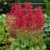 Firefly Coral Bells -Garden Plant Store heuchera firefly coral bells 1
