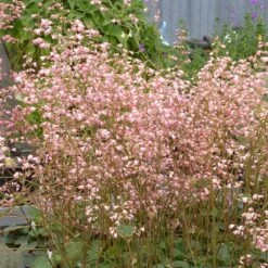 Weston Pink Coral Bells 7 Weston Pink Coral Bells -Garden Plant Store heuchera weston pink coral bells