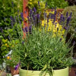 Hidcote Superior English Lavender -Garden Plant Store hidcote superior english lavender pot