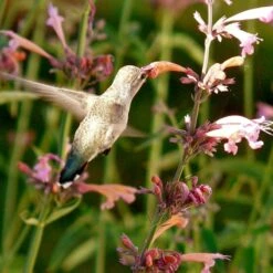 Agastache Rupestris 13 Agastache Rupestris -Garden Plant Store hummingbird agastache rupestris robert latham ca 2 1 4