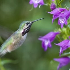 Pike's Peak Purple® Penstemon -Garden Plant Store hummingbird penstemon pikes peak 75797p