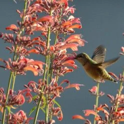 Agastache Rupestris 14 Agastache Rupestris -Garden Plant Store hummingbirdandagastache rupestris