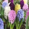 Easter Joy Hyacinth Mix 2 Easter Joy Hyacinth Mix -Garden Plant Store hyacinth easter joy mix garden flowers
