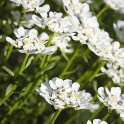 Purity Dwarf Candytuft (Iberis) -Garden Plant Store iberis sempervirens purity dwarf candytuft 59555 1 1