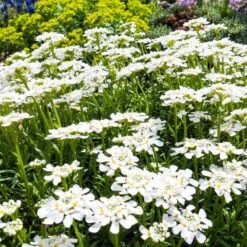 Purity Dwarf Candytuft (Iberis) -Garden Plant Store iberis sempervirens purity dwarf candytuft 59555 2.jpg 1