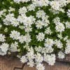 Purity Dwarf Candytuft (Iberis) -Garden Plant Store iberis sempervirens purity dwarf candytuft 59555 3 2
