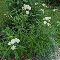 Ice Ballet Swamp Milkweed -Garden Plant Store ice ballet 4