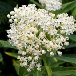Ice Ballet Swamp Milkweed -Garden Plant Store ice ballet milkweed asclepias in