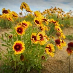 Dry Area Wildflower Seed Mix -Garden Plant Store indian blanket flower
