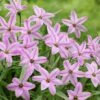 Charlotte Bishop Spring Starflower -Garden Plant Store ipheioncharlottebishop