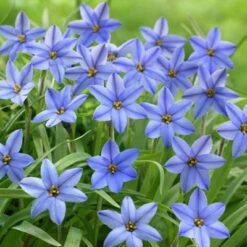 Jessie Spring Starflower 7 Jessie Spring Starflower -Garden Plant Store ipheionjessie