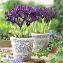 George Specie Iris (Mini Iris) -Garden Plant Store iris histroides george in containers