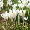 Joan Of Arc Dutch Crocus -Garden Plant Store joan of arc crocus white 1103171546 cropped
