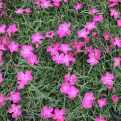 Kahori Pink® Dianthus 7 Kahori Pink® Dianthus -Garden Plant Store kahori pink dianthus garden
