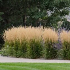 Karl Foerster Feather Reed Grass -Garden Plant Store karl feorster feather reed grass 1