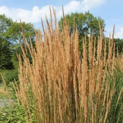 Karl Foerster Feather Reed Grass -Garden Plant Store karl feorster feather reed grass 2