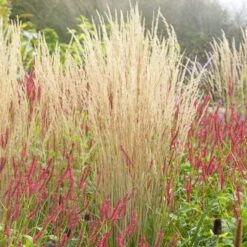 Karl Foerster Feather Reed Grass -Garden Plant Store karl feorster feather reed grass 3