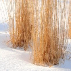 Karl Foerster Feather Reed Grass -Garden Plant Store karl foerster feather reed grass winter