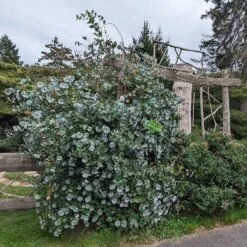 Kintzley's Ghost® Honeysuckle Vine -Garden Plant Store kintzkeys ghost honeysucke 3