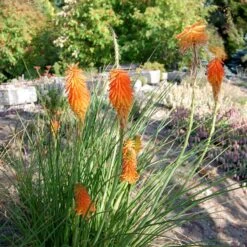Dwarf Red Hot Poker -Garden Plant Store kniphofia trangularis mike daavy