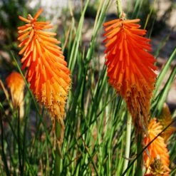 Dwarf Red Hot Poker -Garden Plant Store kniphofia triangularis mike davvy