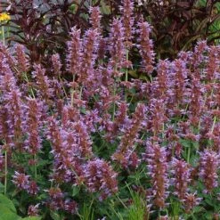 Kudos™ Silver Blue Agastache 7 Kudos™ Silver Blue Agastache -Garden Plant Store kudos silver blue agastache 3