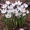 Lady Killer Snow Crocus -Garden Plant Store lady killer snow crocus