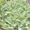 Helen Von Stein Lamb's Ear -Garden Plant Store lambs ear helen von stein walters garden 2