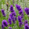 FlowerKisser® After Midnight English Lavender -Garden Plant Store lavander angustifolia after midnight 2 cc cropped 2