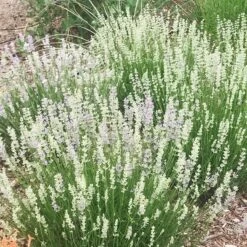 FlowerKisser® Delft Blue & White English Lavender -Garden Plant Store lavandula angustifolia flowerkisser delft blue and white flowers