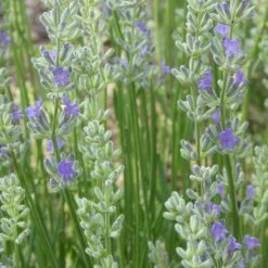 FlowerKisser® Delft Blue & White English Lavender -Garden Plant Store lavandula angustifolia flowerkisser delft blue flower