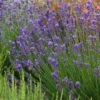 Munstead Violet English Lavender -Garden Plant Store lavandula angustifolia munstead violet 1 1