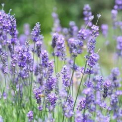 Vera English Lavender -Garden Plant Store lavandula angustifolia vera