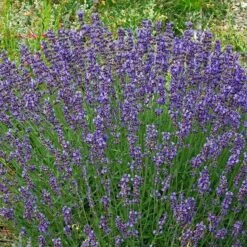 Vera English Lavender -Garden Plant Store lavandula angustifolia vera cc 1