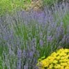 Vera English Lavender -Garden Plant Store lavandula angustifolia vera eriogonum umbellatum proliferum cropped cc 1