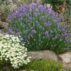 Wee One Dwarf English Lavender -Garden Plant Store lavandula angustifolia wee one with melampodium leucanthum 1