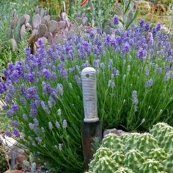 Wee One Dwarf English Lavender -Garden Plant Store lavandula angustifolia wee one with trowel for size cc 1