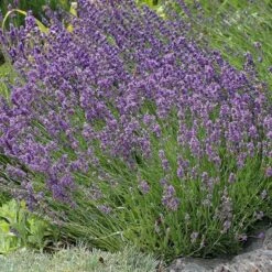 Buena Vista English Lavender 7 Buena Vista English Lavender -Garden Plant Store lavandula buena vista lavender garden 2