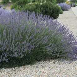 Grosso French Lavender -Garden Plant Store lavandula grosso 63152 web 3 1 1