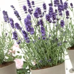 Hidcote Blue English Lavender -Garden Plant Store lavandula hidcote lavender pot 1