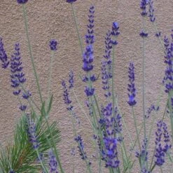Gros Bleu French Lavender -Garden Plant Store lavandula inter gros bleu close up 1