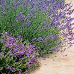 Dark Violet Skullcap (Scutellaria) -Garden Plant Store lavandula pastor pride scutellaria violet cloud