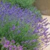 Pastor's Pride English Lavender -Garden Plant Store lavandula pastors pride lavender 1 2