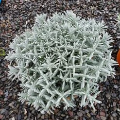 Sensational!™ Lavender 8 Sensational!™ Lavender -Garden Plant Store lavandula sensational 1