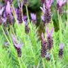 Purple Ribbon Spanish Lavender -Garden Plant Store lavandula stoechas purple ribbon spanish lavendr