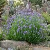 Wee One Dwarf English Lavender -Garden Plant Store lavandula wee one opuntia echinocereus cropped 2